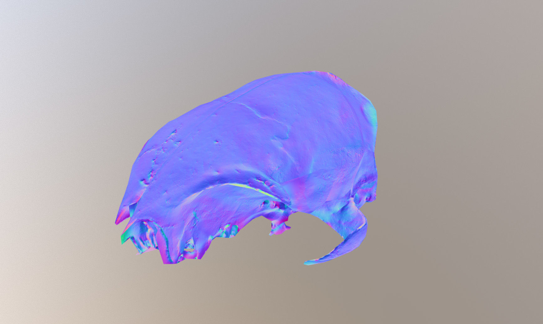 Photorealistic scanned small skull of rodent  Low-poly 3D model_29