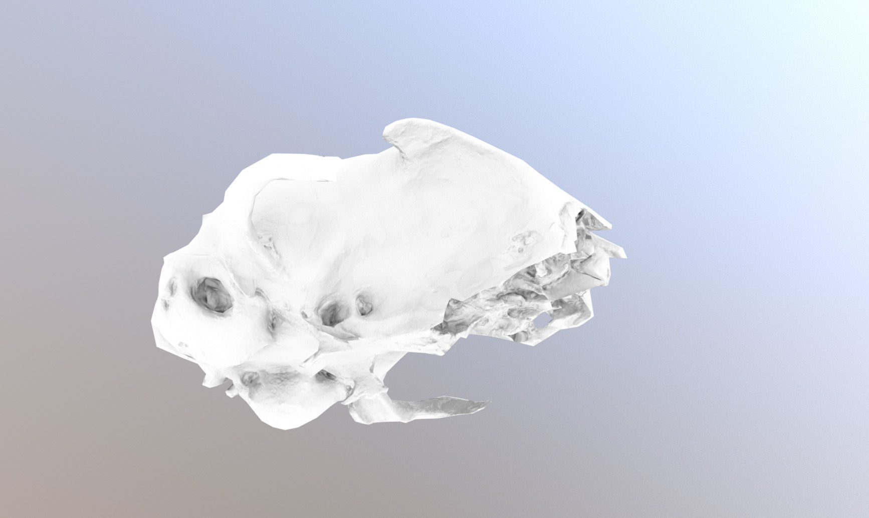 Photorealistic scanned small skull of rodent  Low-poly 3D model_32