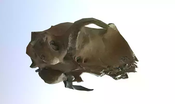 Photorealistic scanned small skull of rodent  Low-poly 3D model