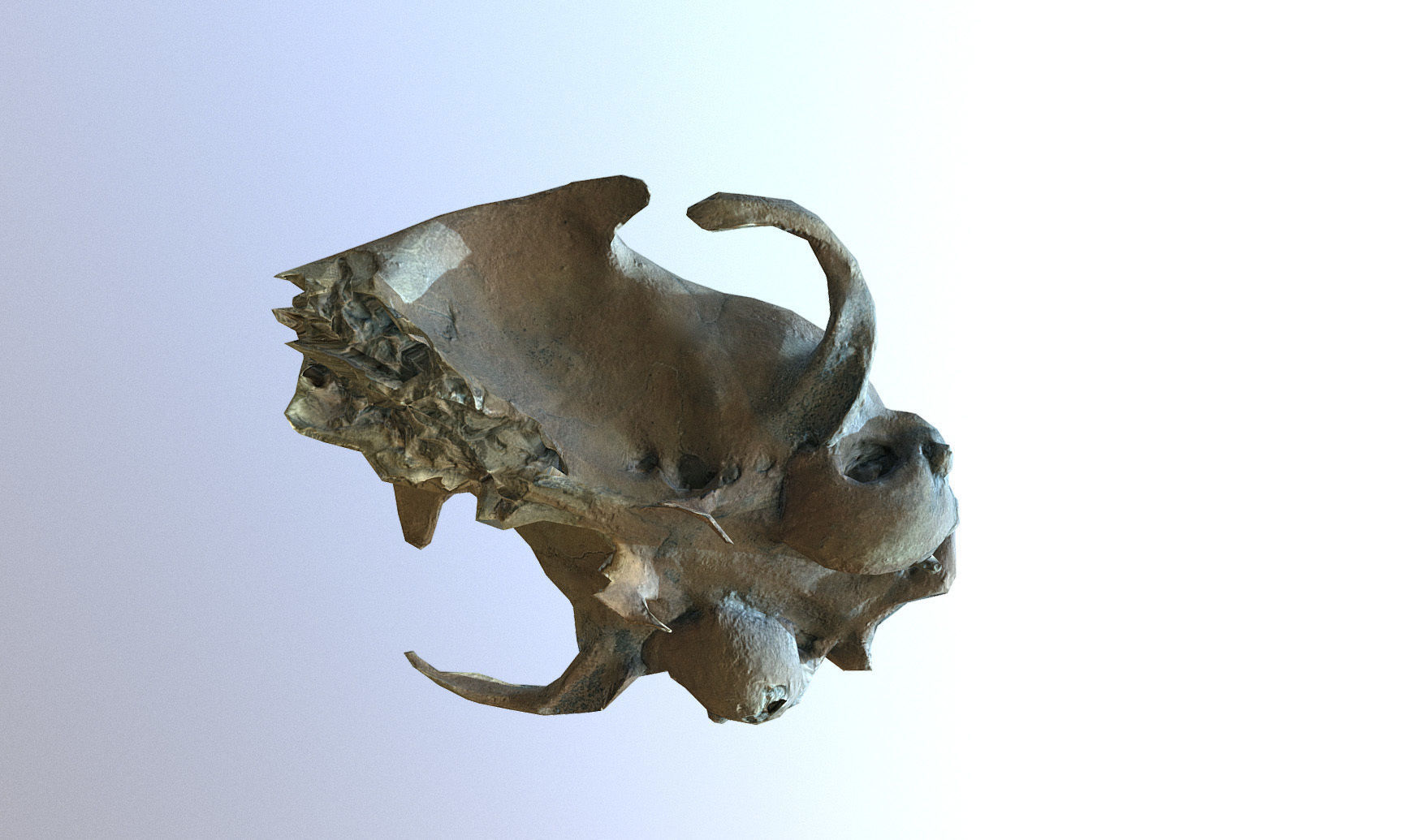 Photorealistic scanned small skull of rodent  Low-poly 3D model_15
