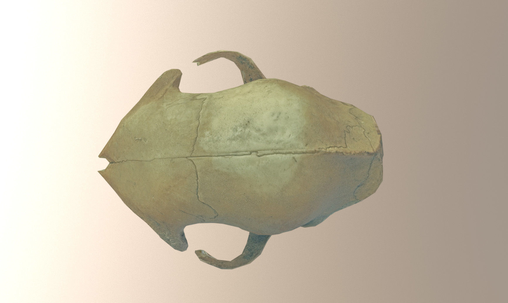 Photorealistic scanned small skull of rodent  Low-poly 3D model_28