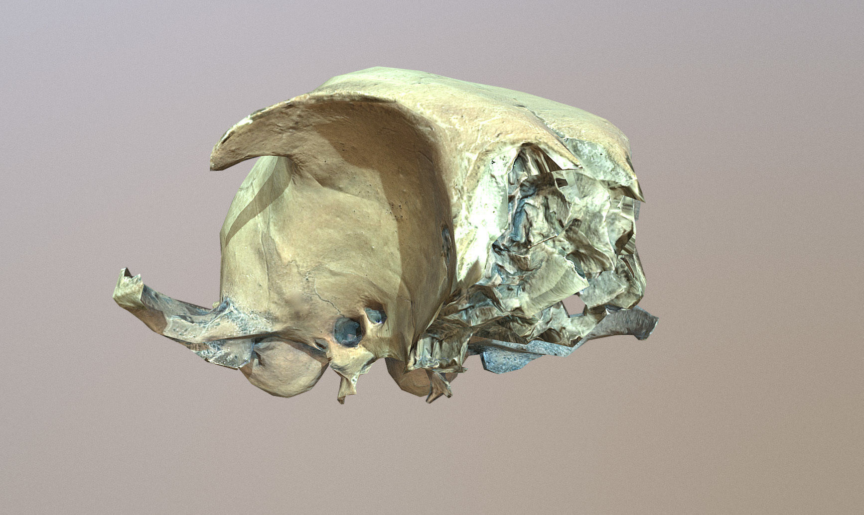 Photorealistic scanned small skull of rodent  Low-poly 3D model_22