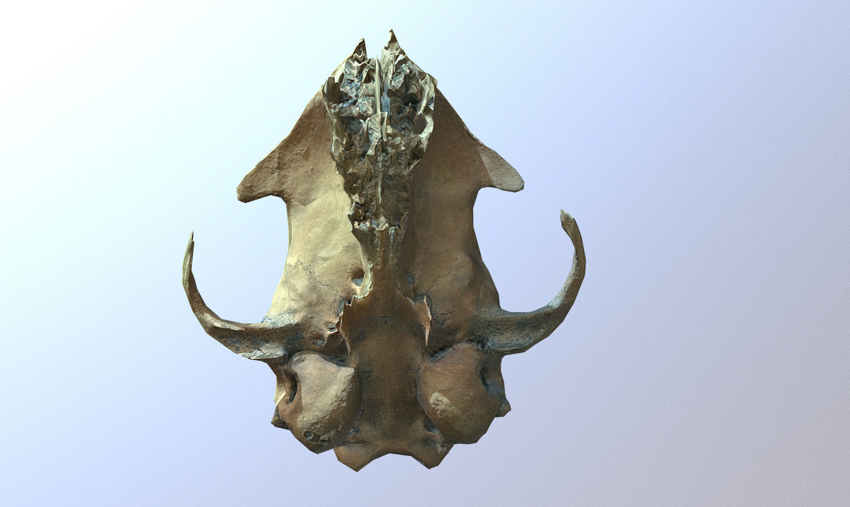 Photorealistic scanned small skull of rodent  Low-poly 3D model_13