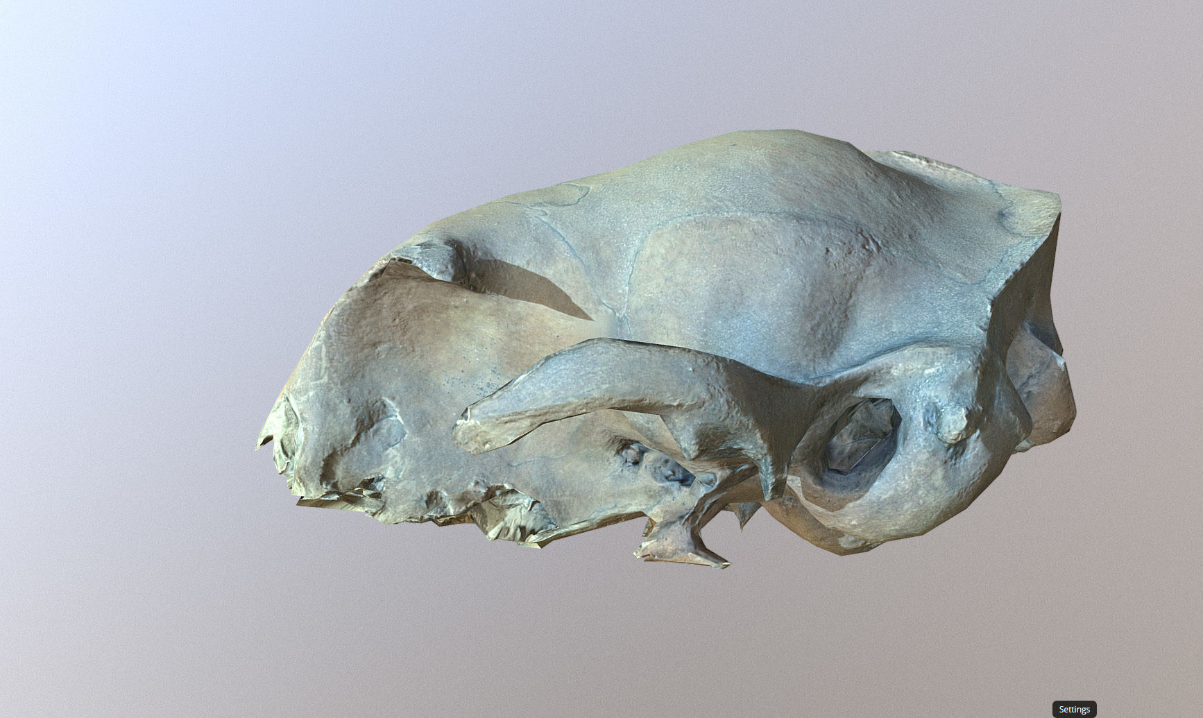 Photorealistic scanned small skull of rodent  Low-poly 3D model_6