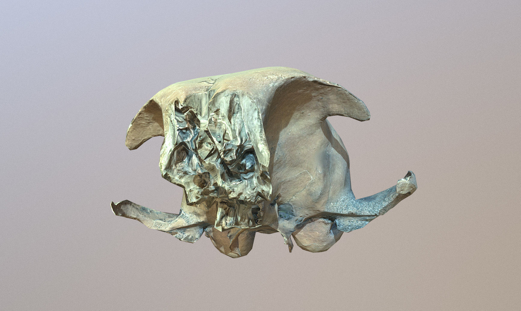 Photorealistic scanned small skull of rodent  Low-poly 3D model_4