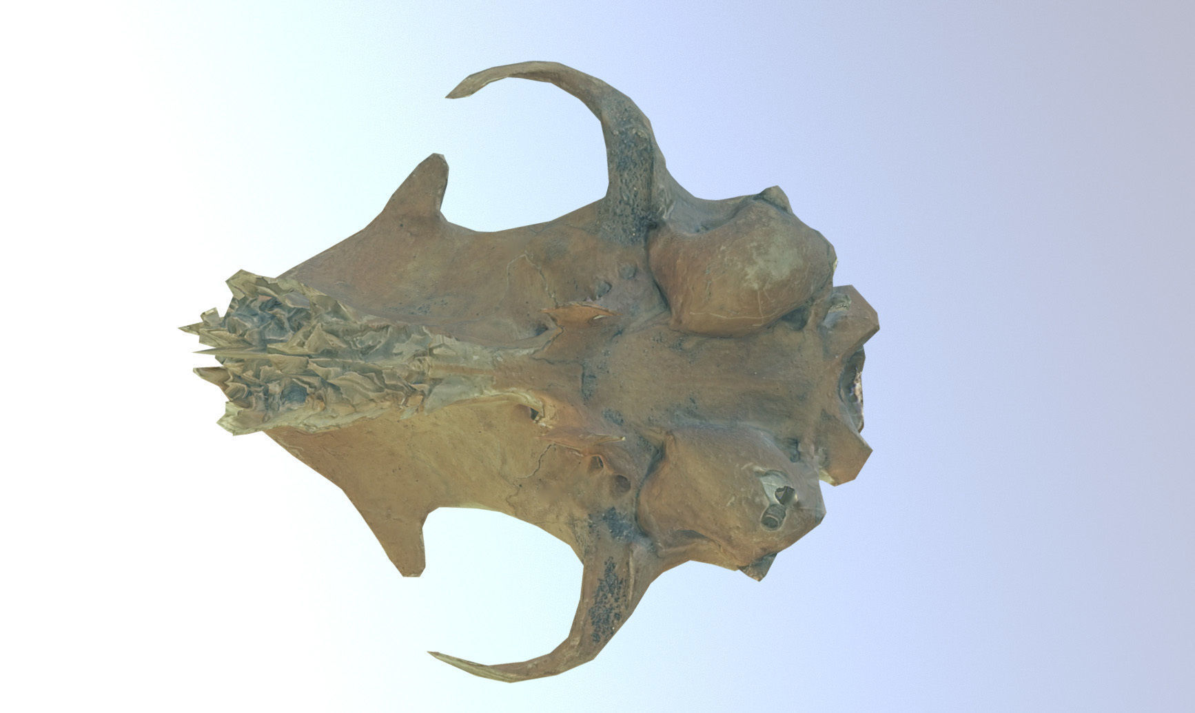 Photorealistic scanned small skull of rodent  Low-poly 3D model_27