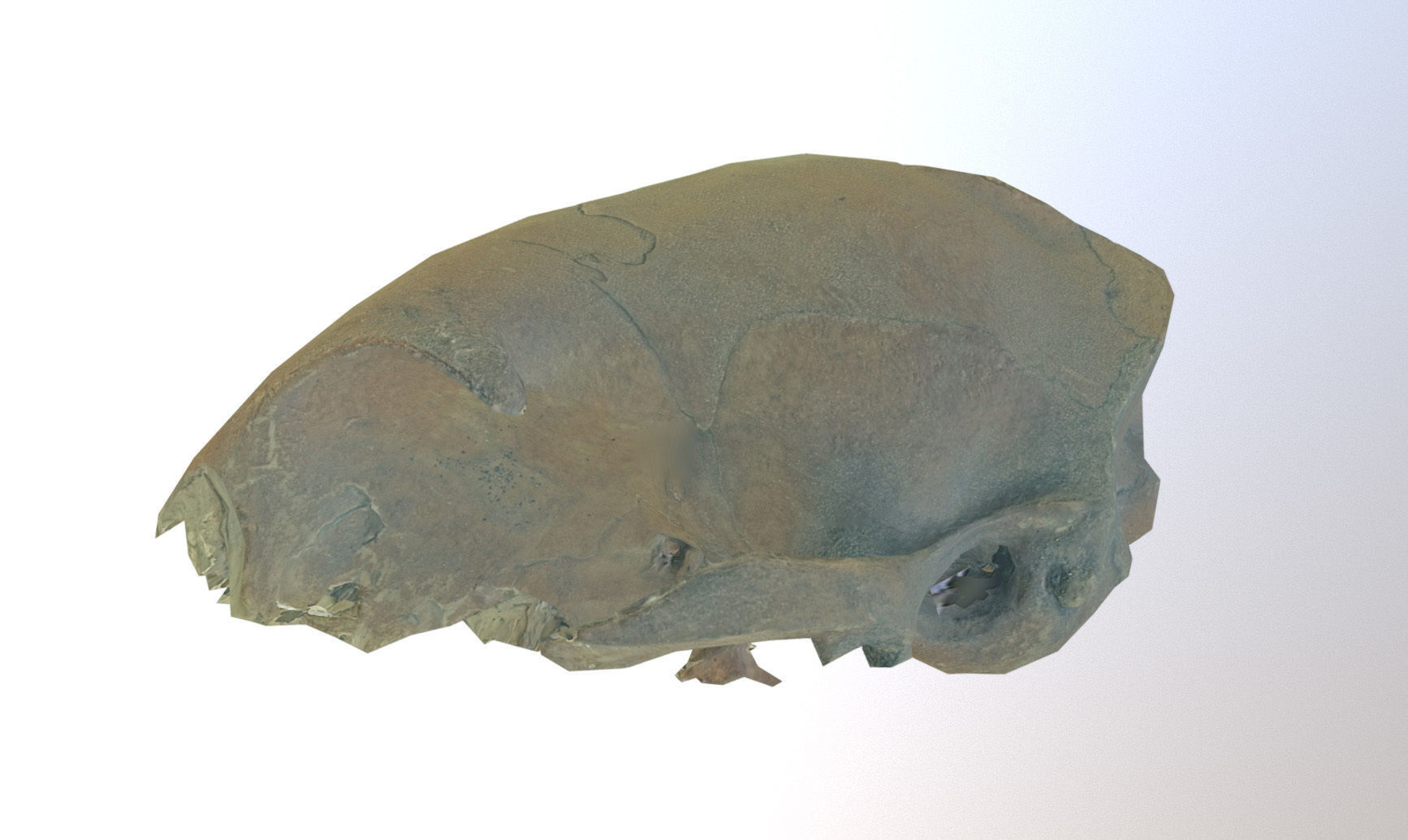Photorealistic scanned small skull of rodent  Low-poly 3D model_25