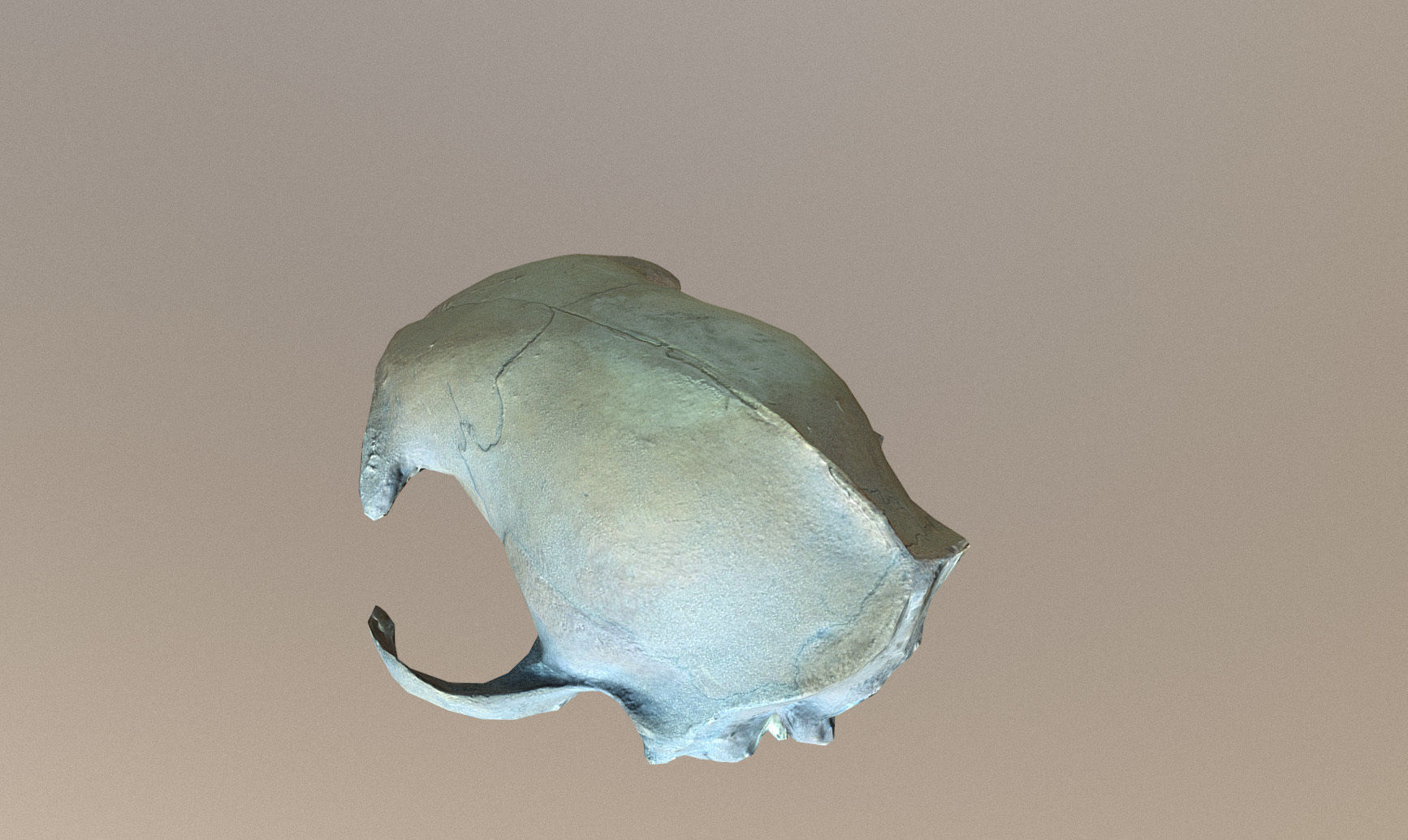 Photorealistic scanned small skull of rodent  Low-poly 3D model_18