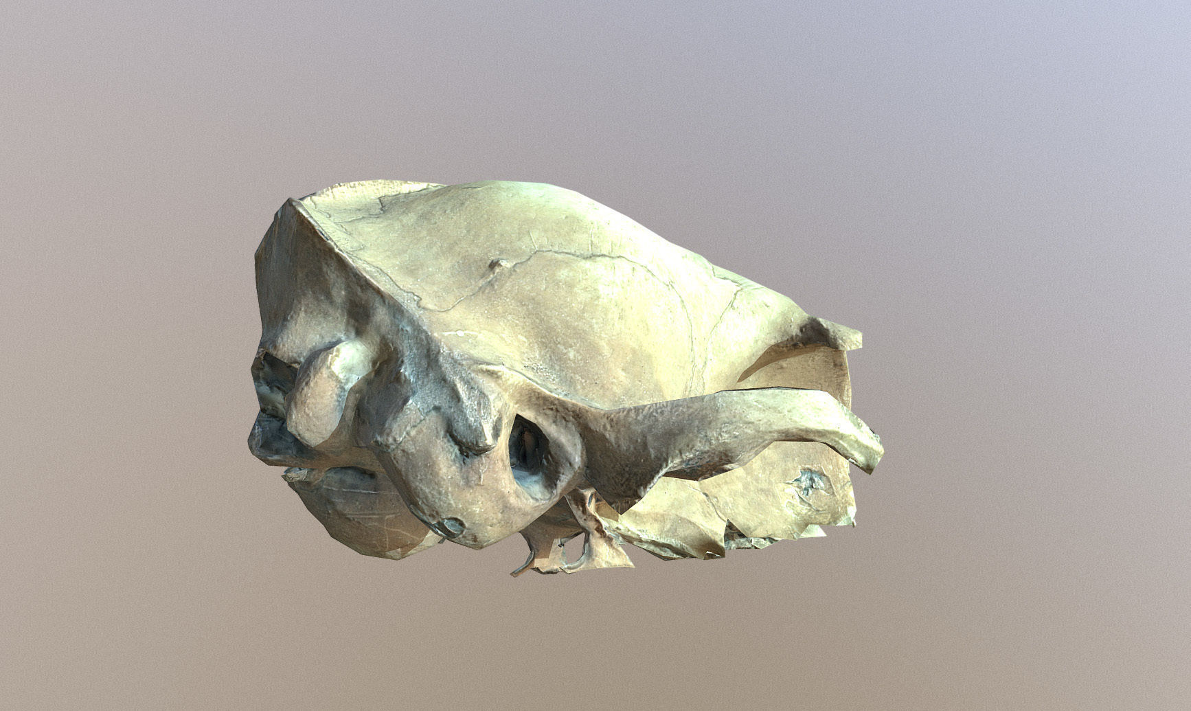 Photorealistic scanned small skull of rodent  Low-poly 3D model_10