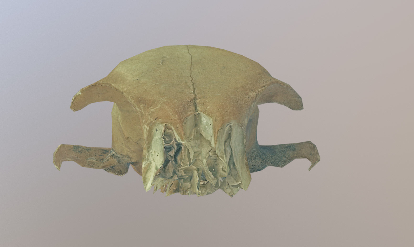 Photorealistic scanned small skull of rodent  Low-poly 3D model_24