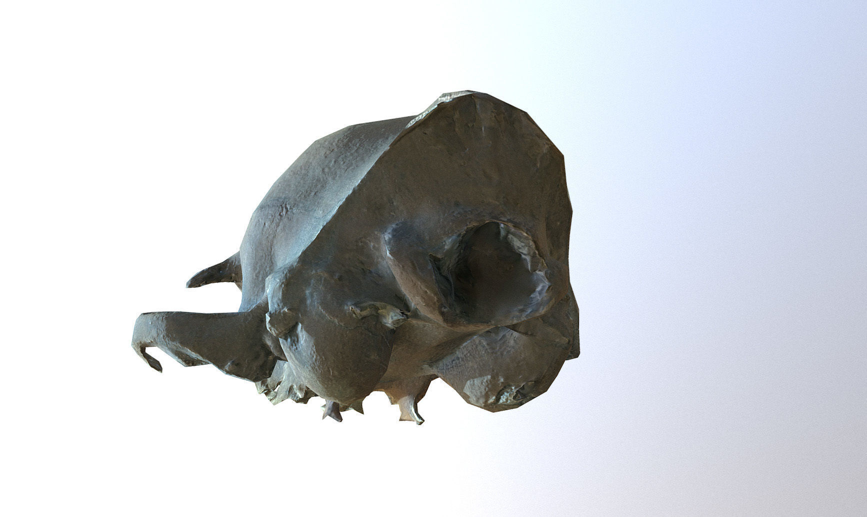 Photorealistic scanned small skull of rodent  Low-poly 3D model_8