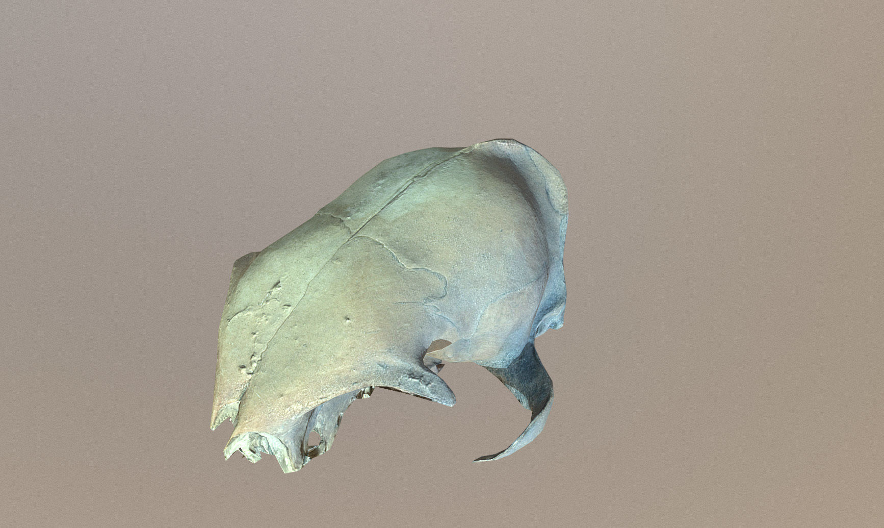 Photorealistic scanned small skull of rodent  Low-poly 3D model_16