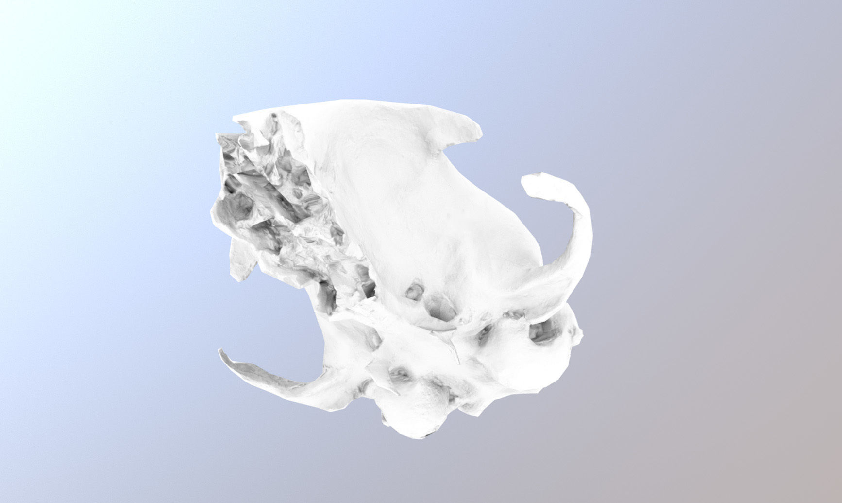 Photorealistic scanned small skull of rodent  Low-poly 3D model_31