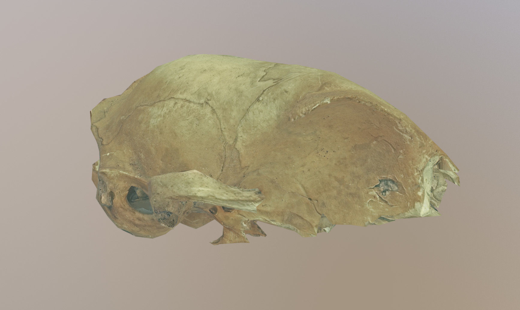 Photorealistic scanned small skull of rodent  Low-poly 3D model_23