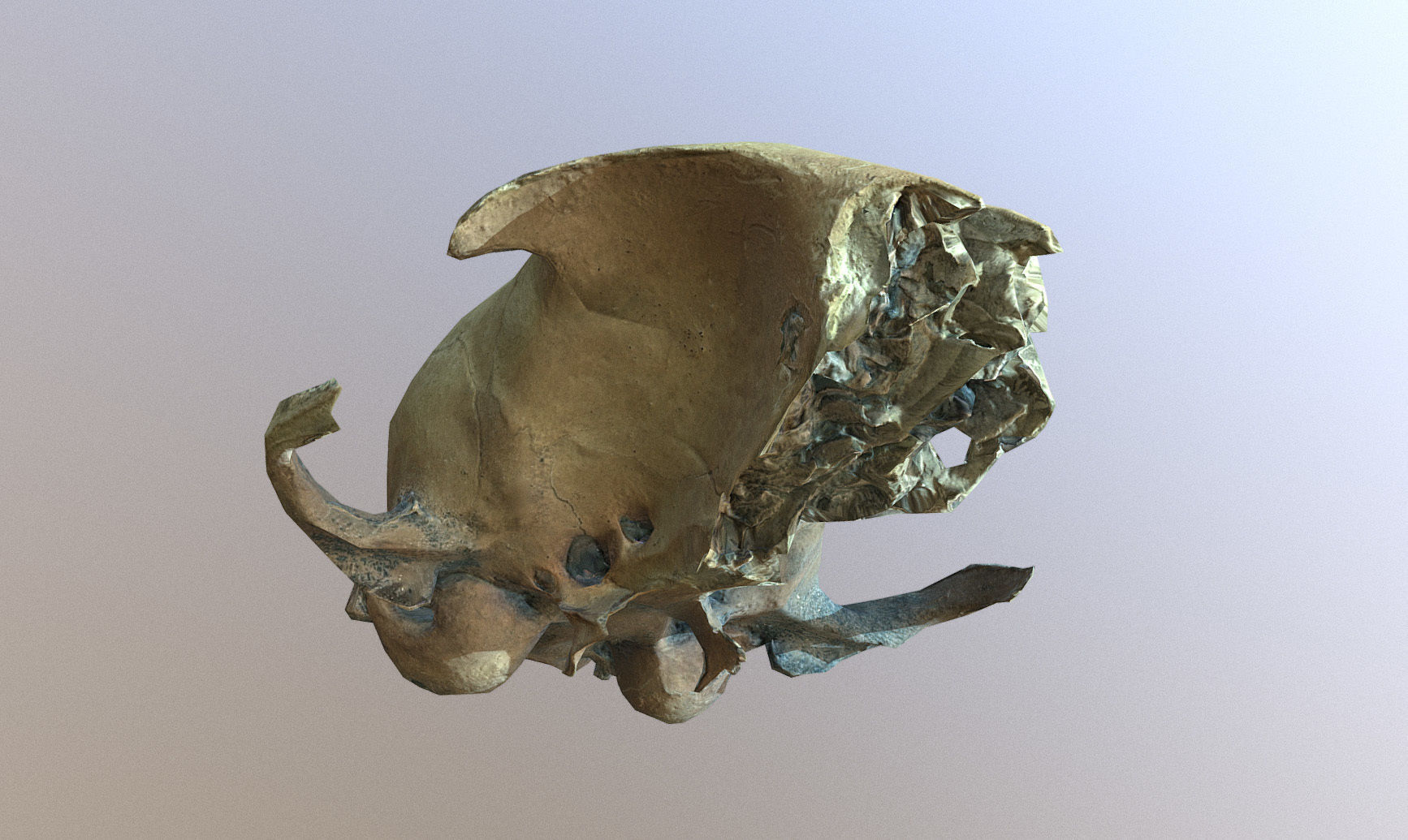 Photorealistic scanned small skull of rodent  Low-poly 3D model_2