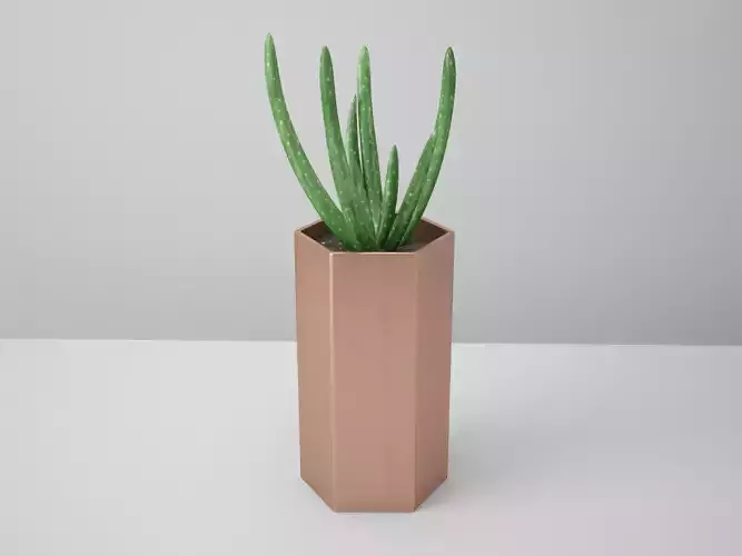 Aloe Copper Potted Cactus  3D model