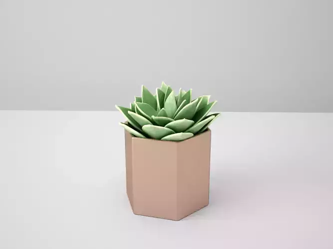 Succulent Echeveriar Star Copper Potted Cactus 3D model
