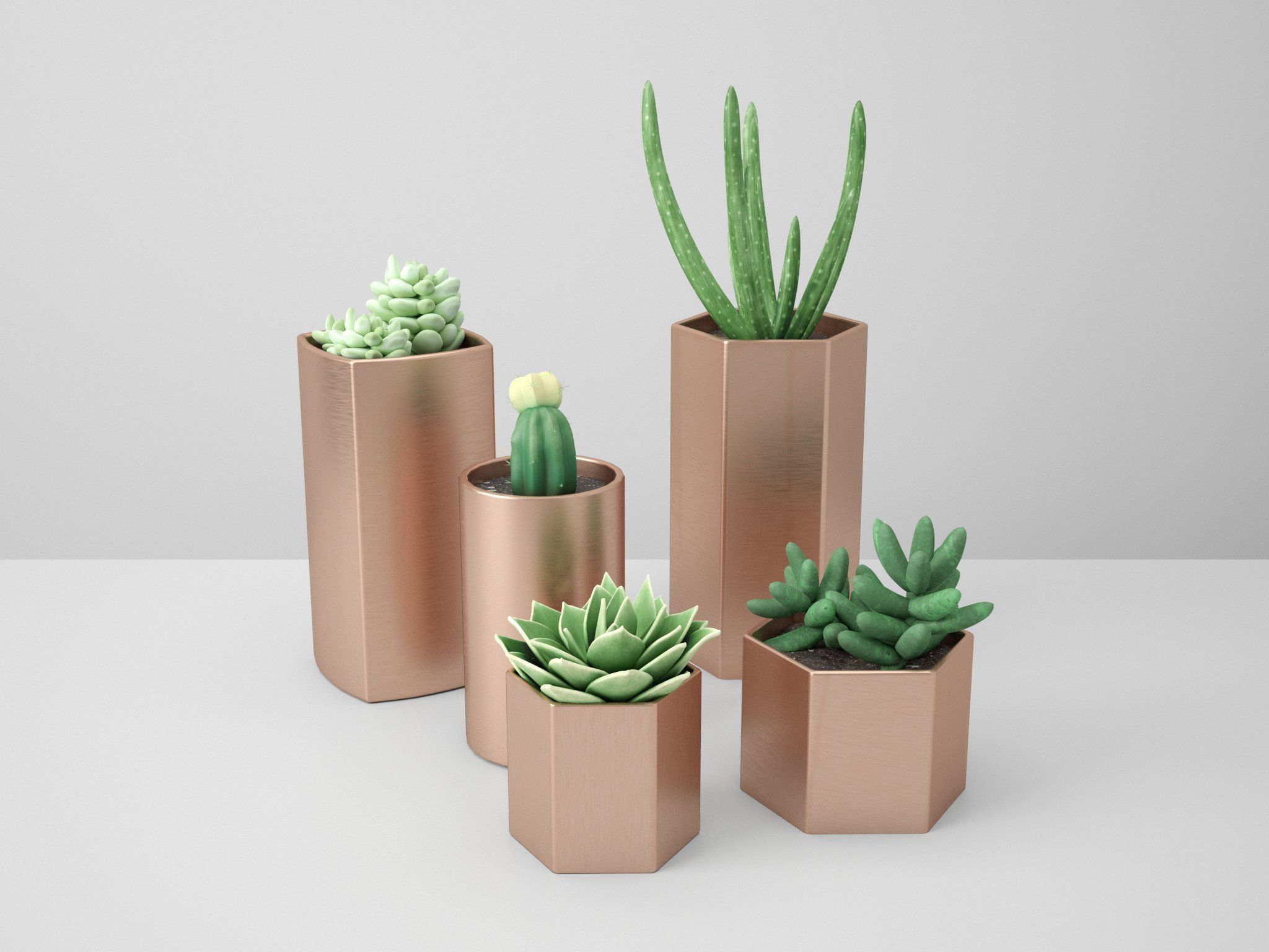 Sedum Golden Glow Copper Potted Cacutus 3D model_4