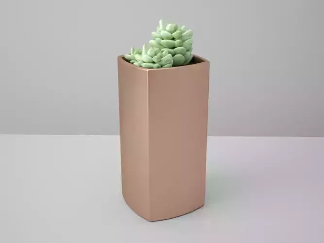 Sedum Morganum Cactus Copper Potted 3D model