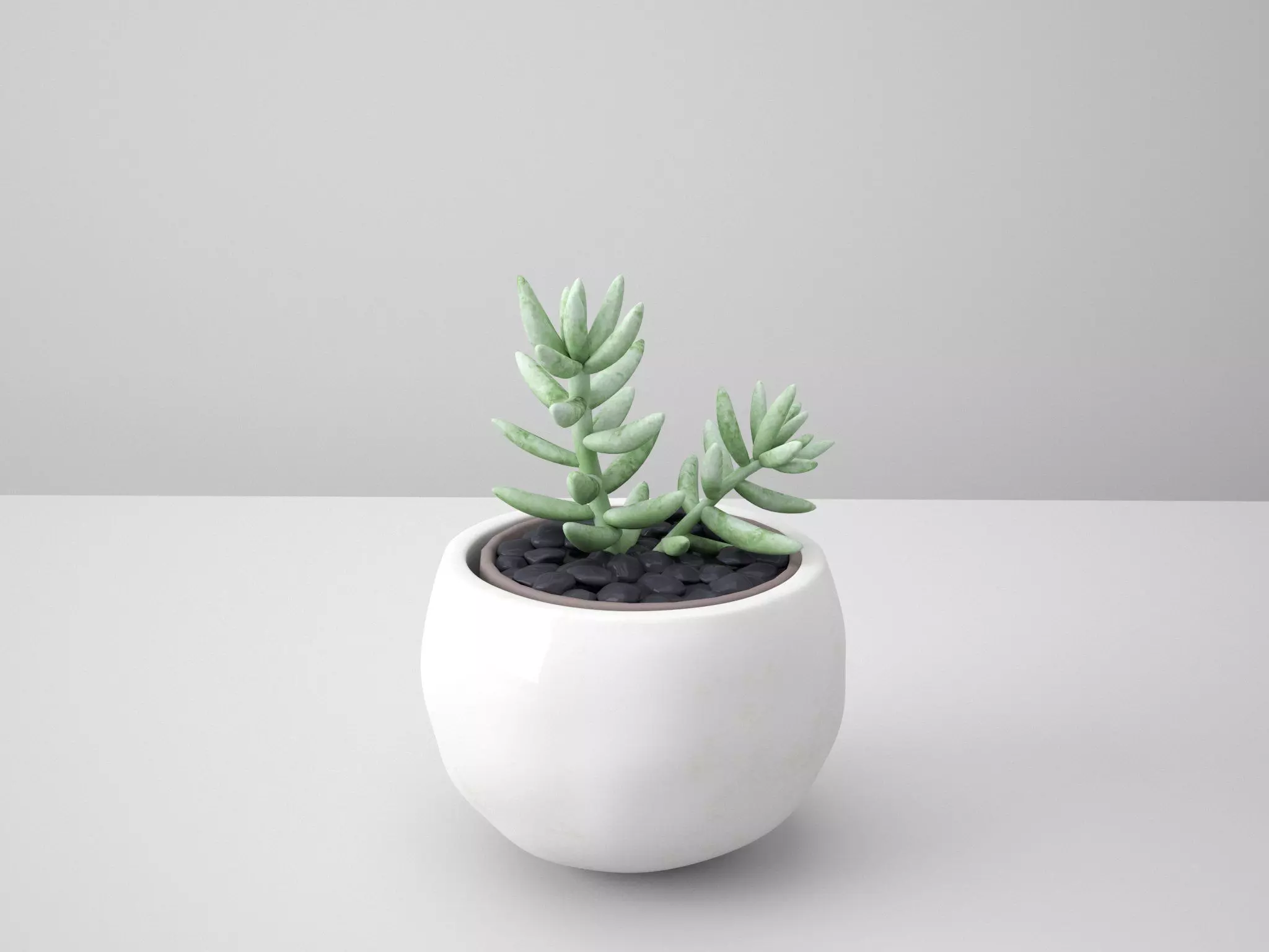 Sedum Sediform White Potted Cactus 3D model_0