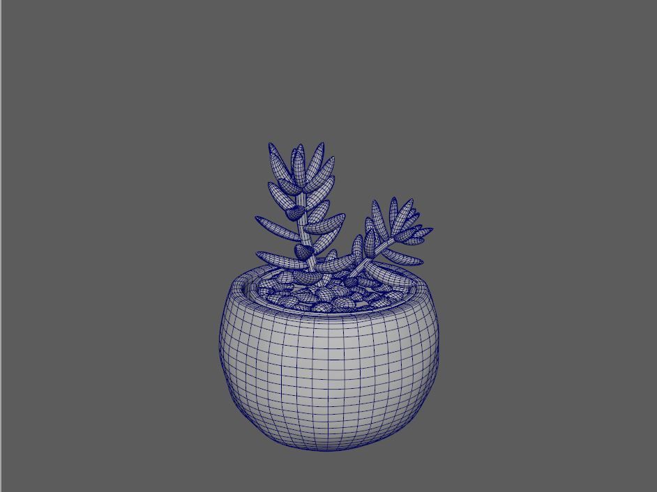 Sedum Sediform White Potted Cactus 3D model_1