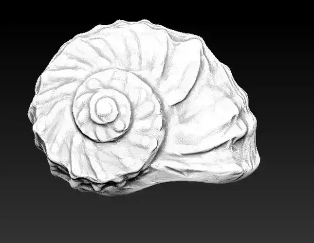 Sea Shell 3D model