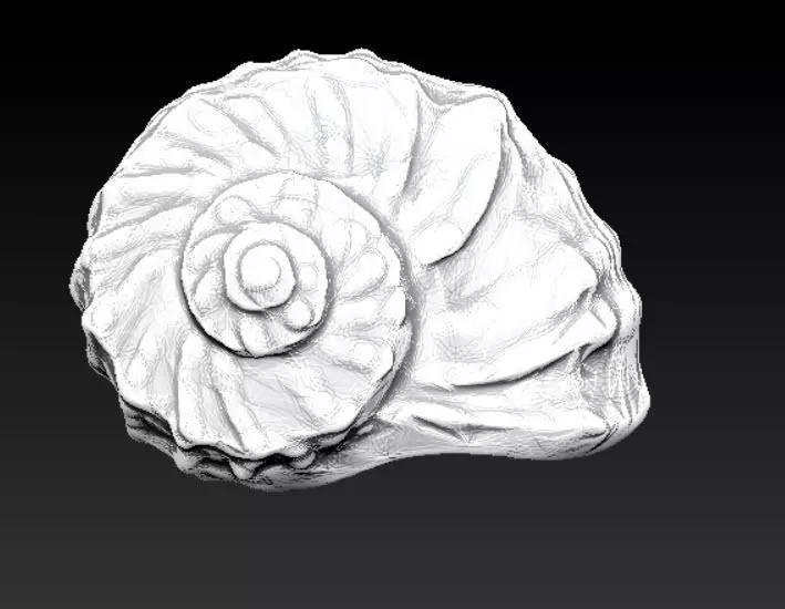 Sea Shell 3D model