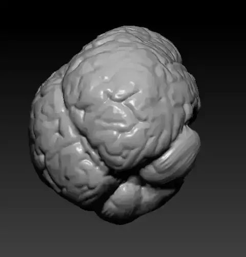 Human Brain 3D model