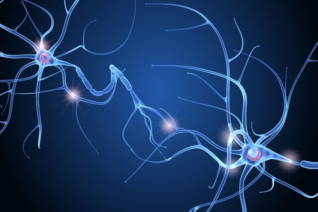 Nerve cell anatomy in details 3D model_4