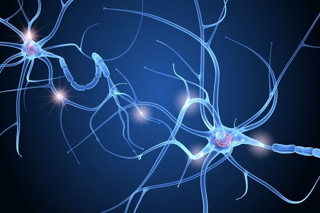 Nerve cell anatomy in details 3D model_5