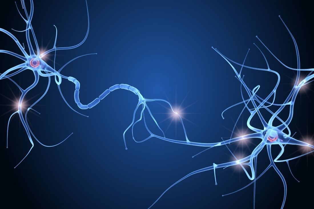 Nerve cell anatomy in details 3D model_8