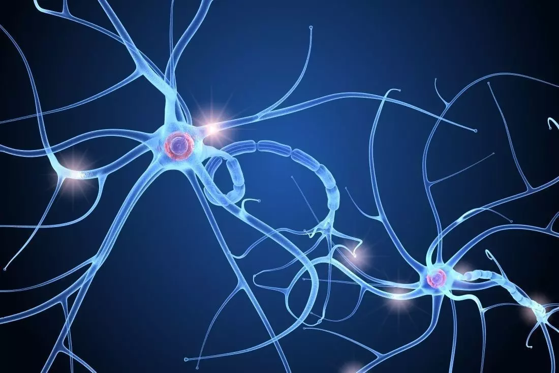 Nerve cell anatomy in details 3D model_0