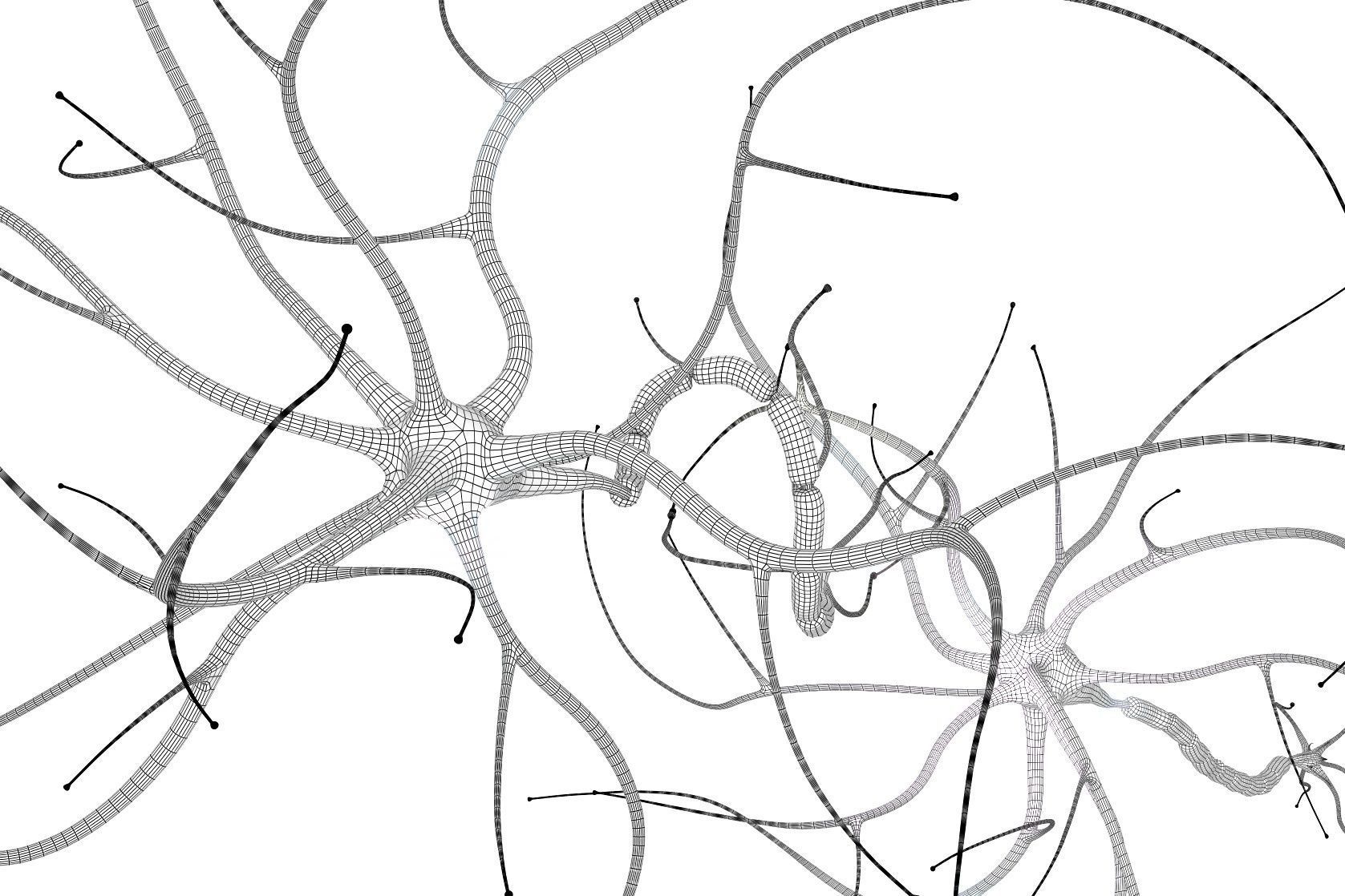 Nerve cell anatomy in details 3D model_10