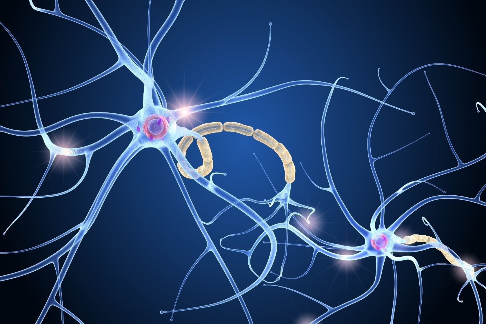 Nerve cell anatomy in details 3D model_11