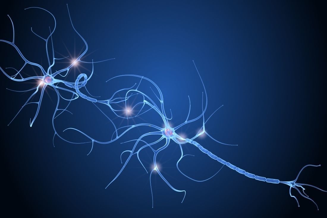 Nerve cell anatomy in details 3D model_7