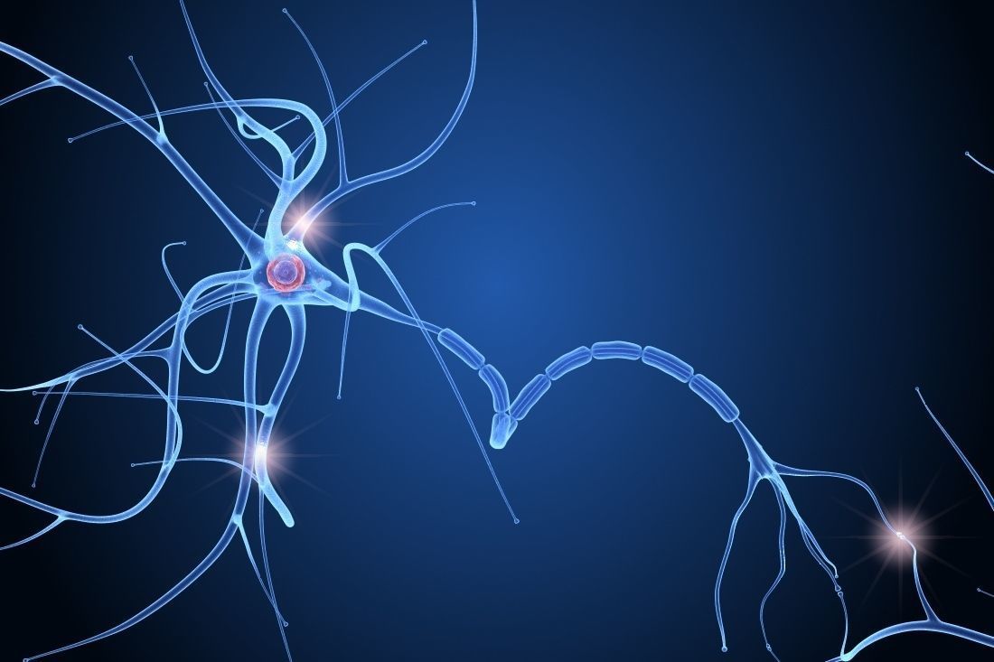 Nerve cell anatomy in details 3D model_2
