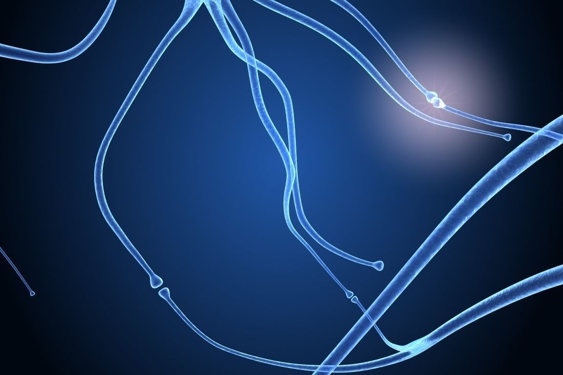 Nerve cell anatomy in details 3D model_1