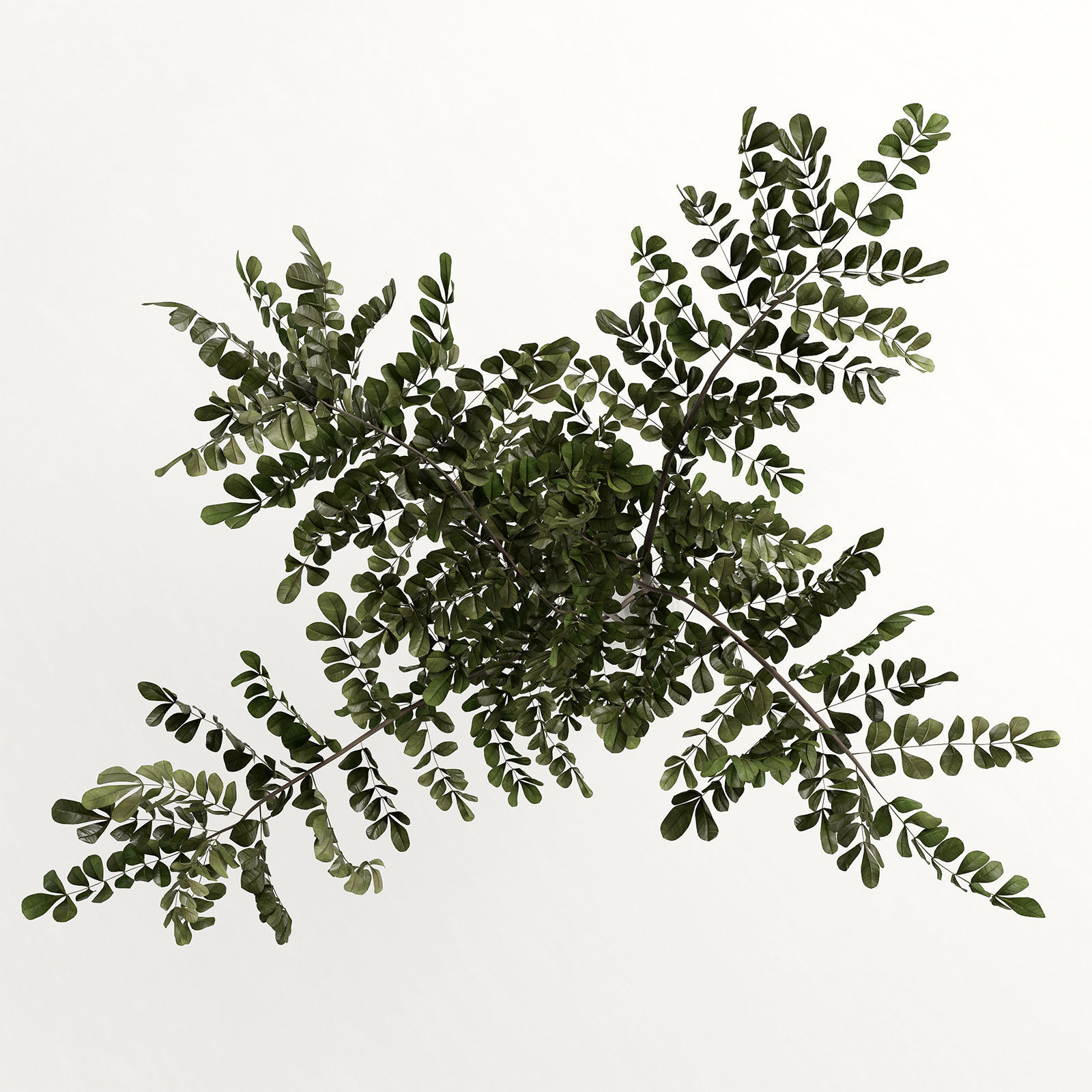 Branches in a vase 003 3D model_4