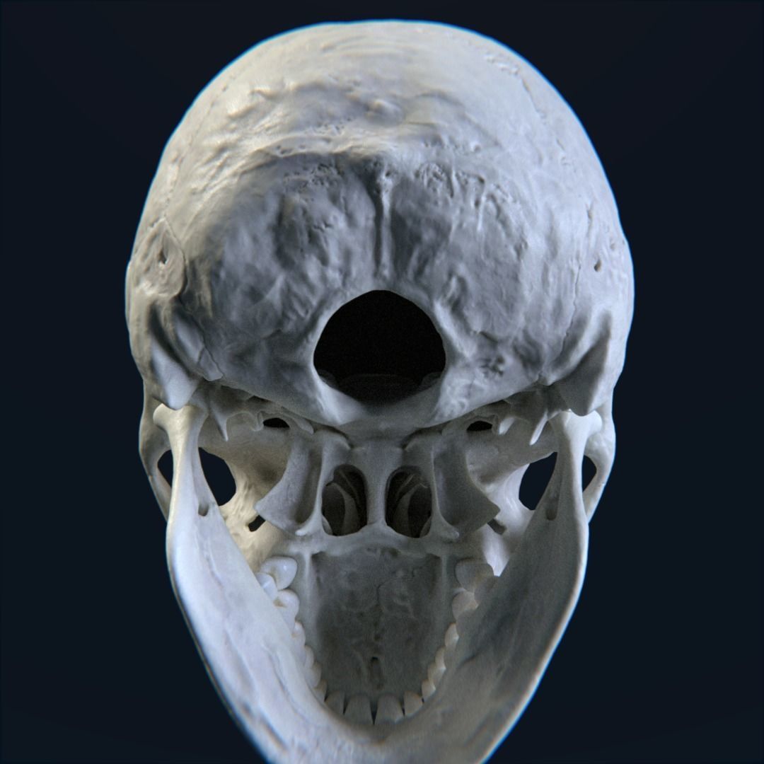 Photorealistic human skull 3D model_6