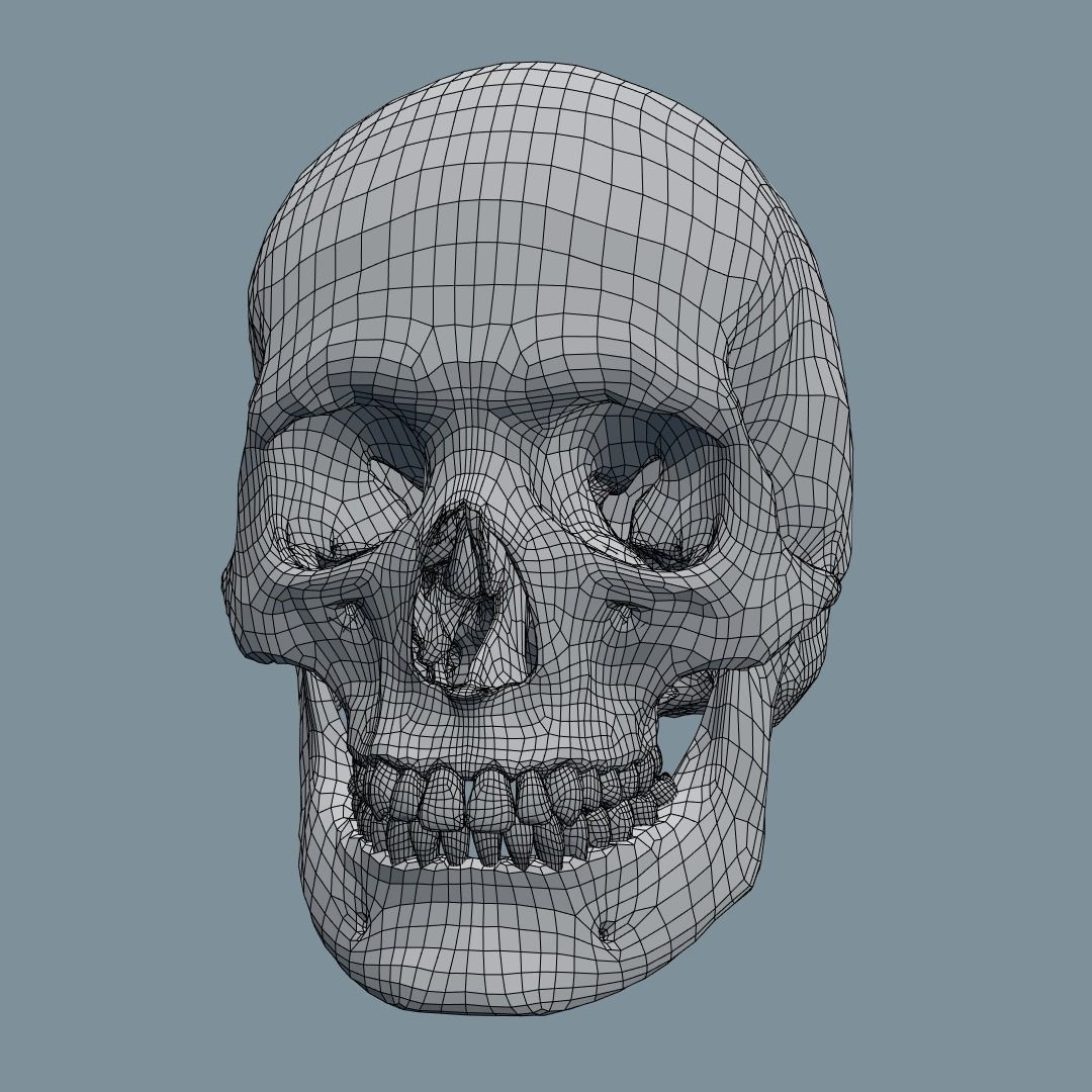 Photorealistic human skull 3D model_16