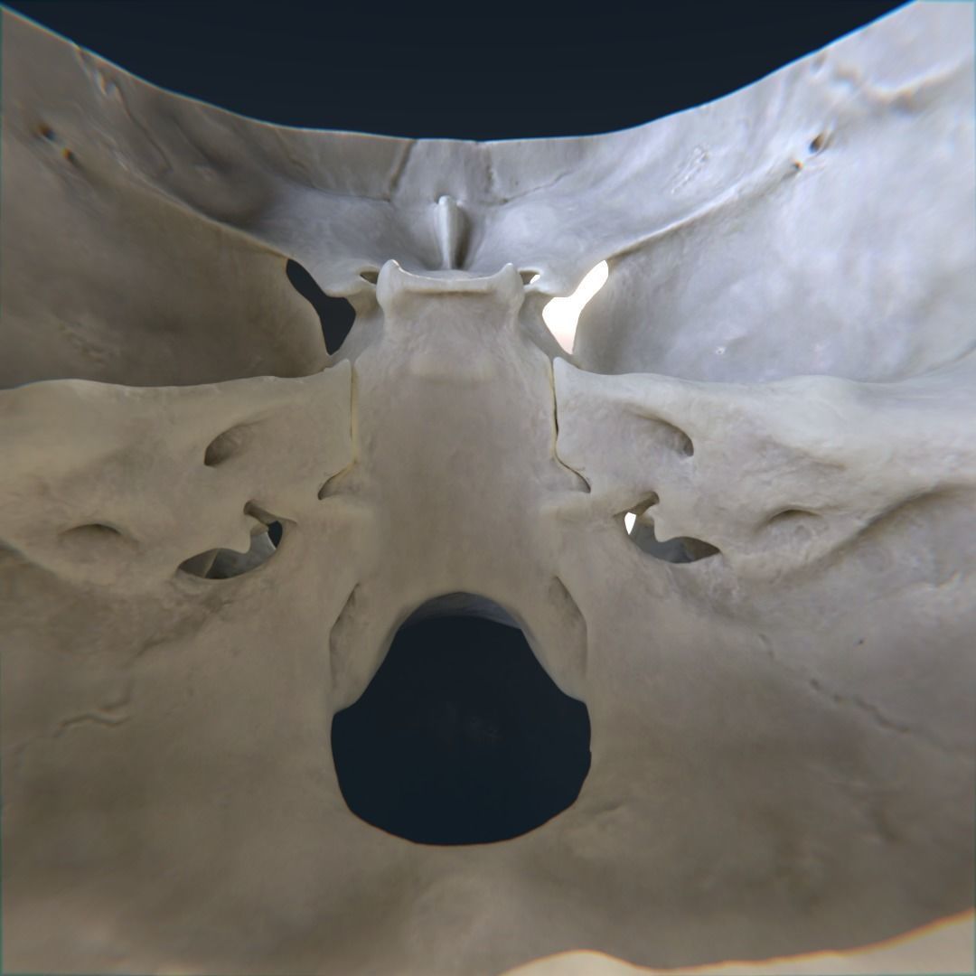 Photorealistic human skull 3D model_11