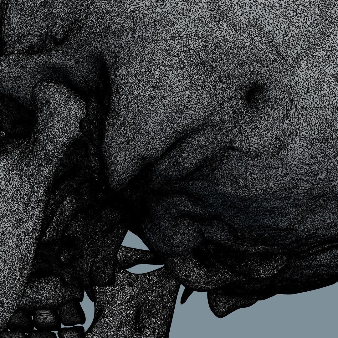 Photorealistic human skull 3D model_19
