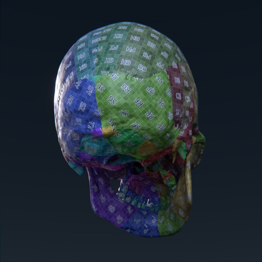 Photorealistic human skull 3D model_14