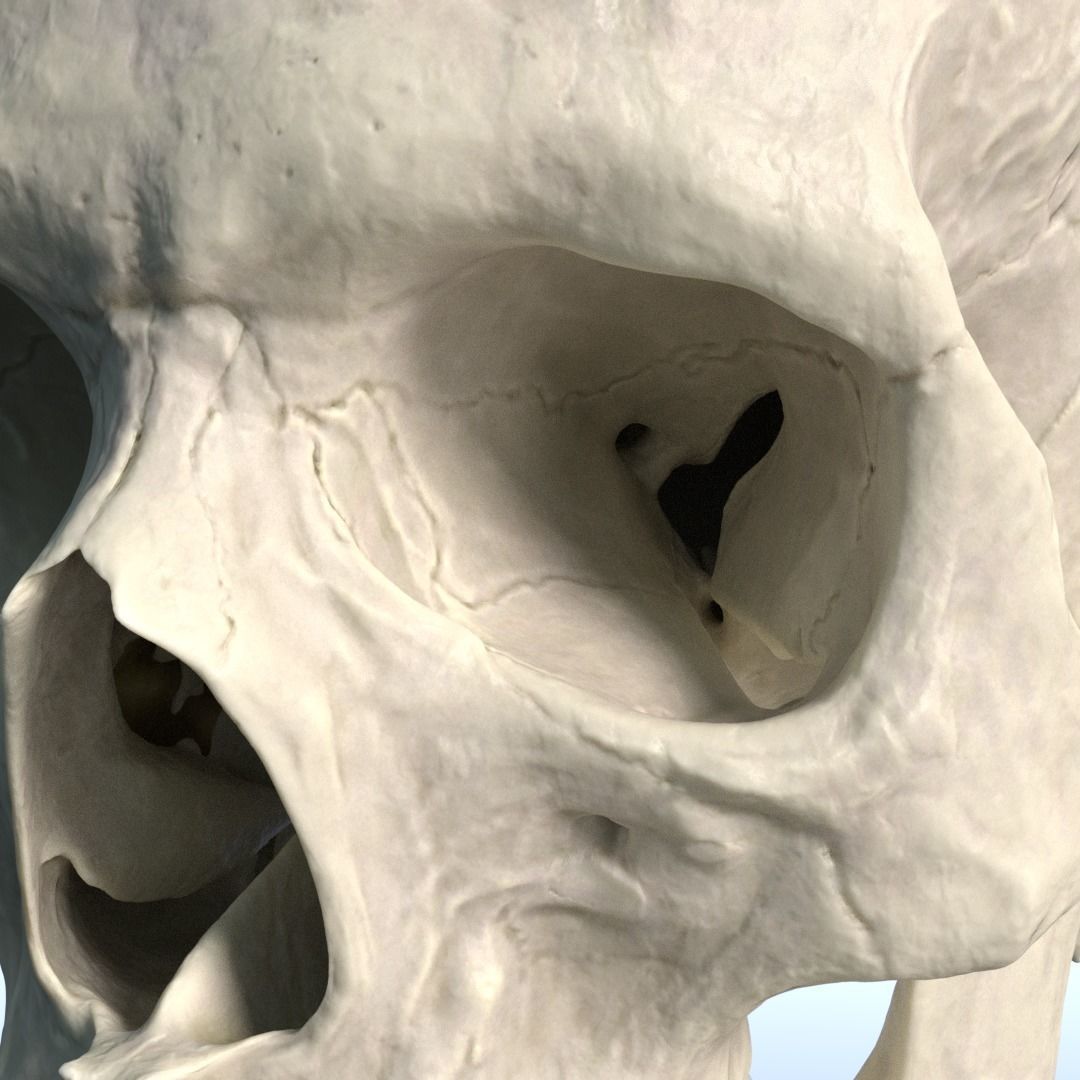 Photorealistic human skull 3D model_7