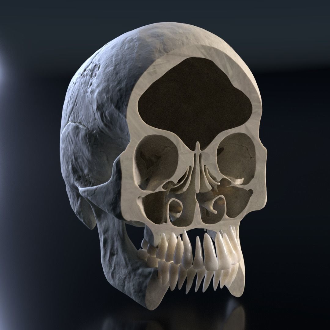 Photorealistic human skull 3D model_12