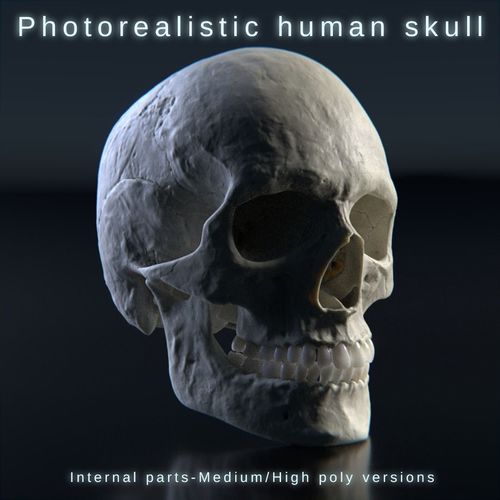 Photorealistic human skull 3D model
