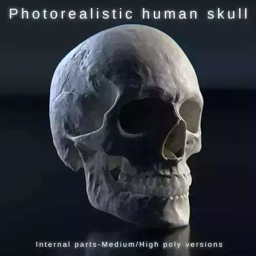 Photorealistic human skull 3D model