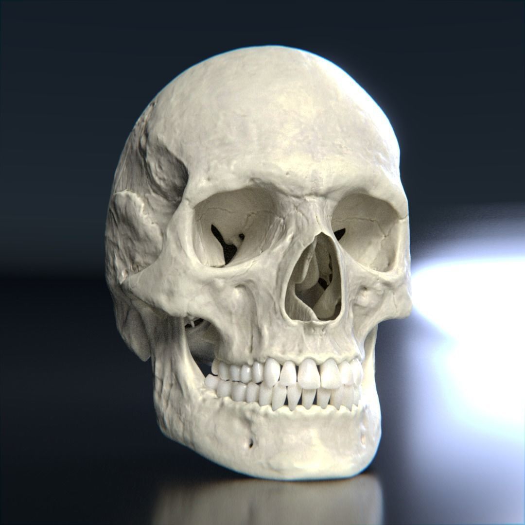 Photorealistic human skull 3D model_5