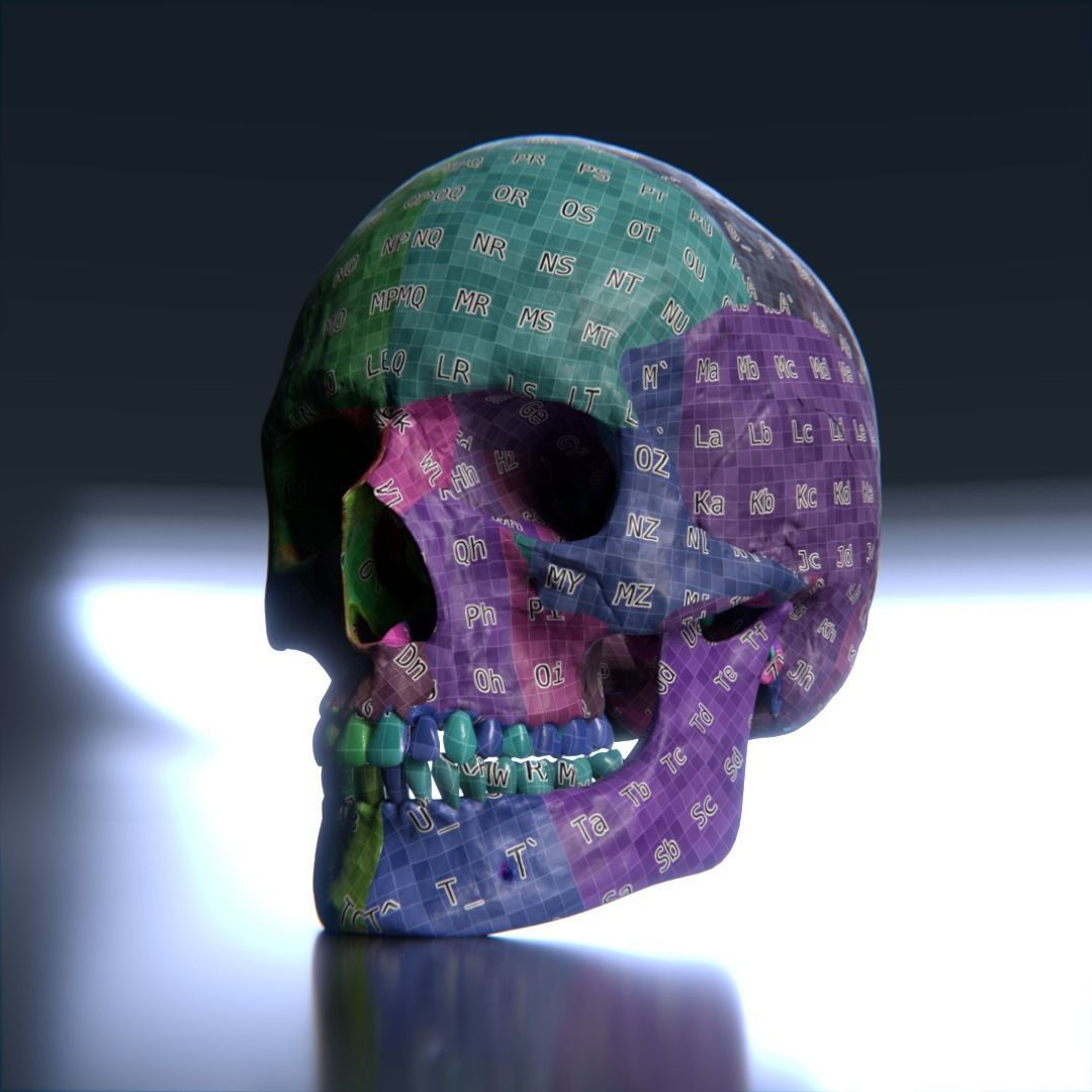 Photorealistic human skull 3D model_13