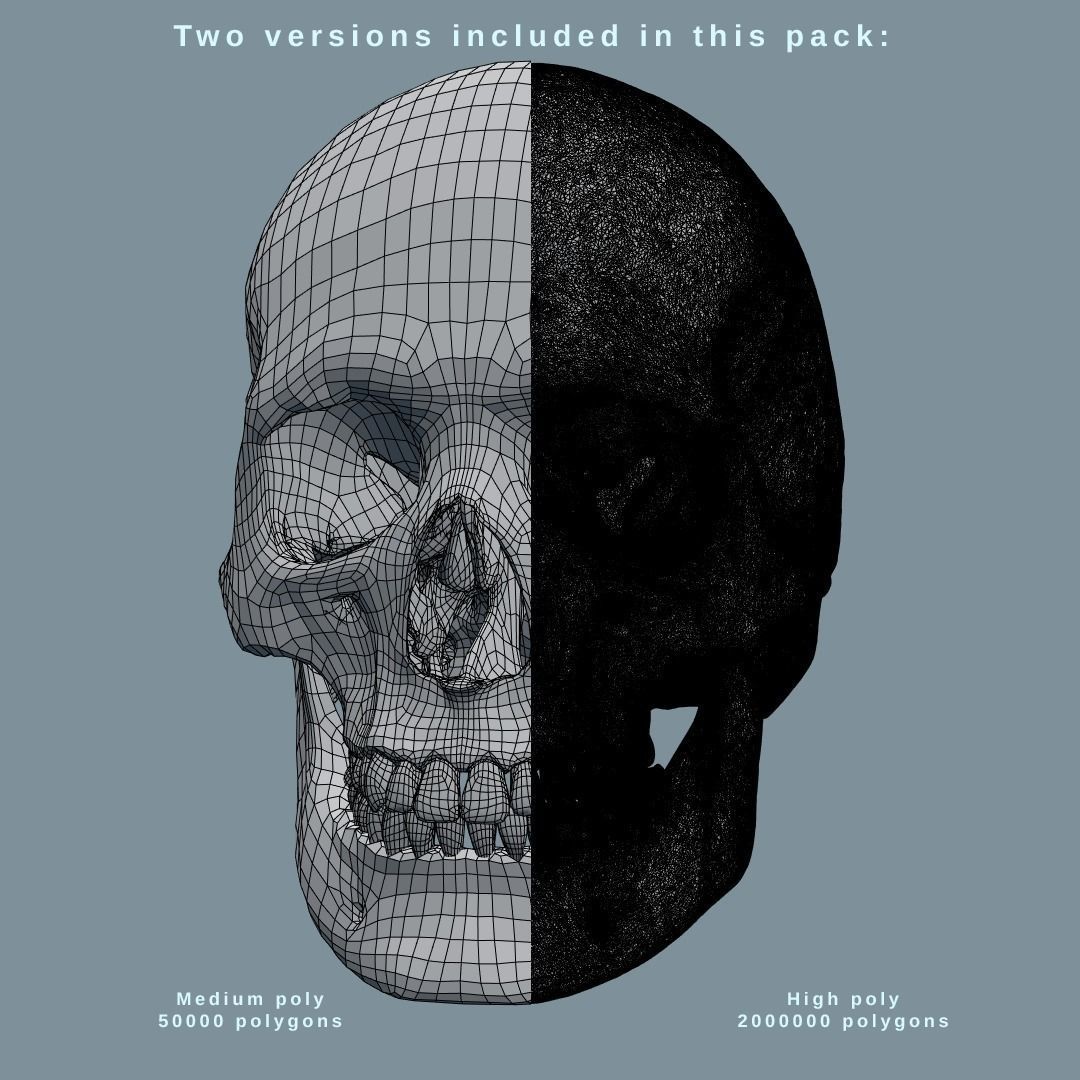 Photorealistic human skull 3D model_15